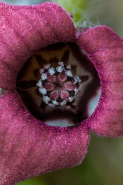 Western Wild Ginger (Asarum) - 6 Pack Of 1 Gallon Pots -Wilson Bros Gardens asarum caudatum wild ginger 2