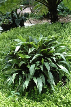 Milky Way Cast Iron Plant - 3 Gallon Pot 10 Milky Way Cast Iron Plant - 3 Gallon Pot -Wilson Bros Gardens aspidistra elatior miulky way cast iron plant 1