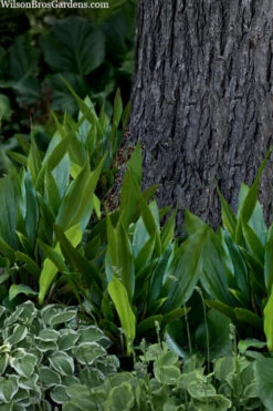 Tiny Tank Dwarf Cast Iron Plant - 3 Gallon Pot -Wilson Bros Gardens aspidistra elatior tiny tank dwarf cast iron plant 4