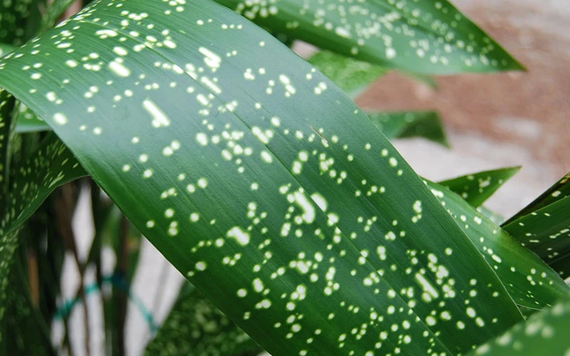 Spek-tacular Cast Iron Plant - 2 Gallon Pot 6 Spek-tacular Cast Iron Plant - 2 Gallon Pot - Image 6