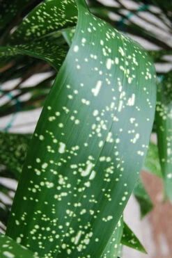 Spek-tacular Cast Iron Plant - 2 Gallon Pot 10 Spek-tacular Cast Iron Plant - 2 Gallon Pot -Wilson Bros Gardens aspidistra spek tacular cast iron plant 103 2