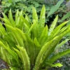 Hart's Tongue Fern (Asplenium Scolopendrium) - 1 Gallon Pot
