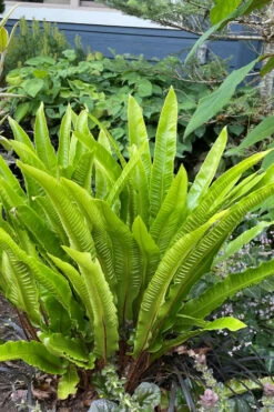Hart's Tongue Fern (Asplenium Scolopendrium) - 1 Gallon Pot