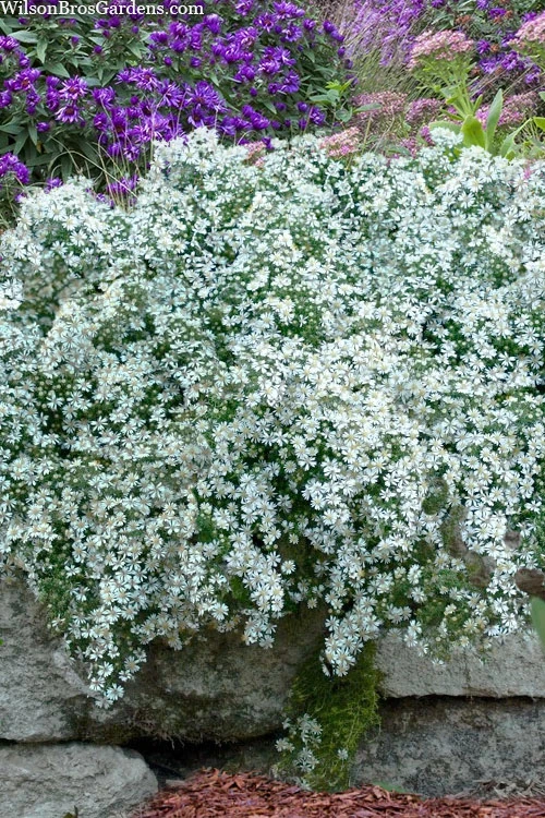 Snow Flurry Heath Aster - 5 Pack Of Quart Pots 9 Snow Flurry Heath Aster - 5 Pack Of Quart Pots - Image 9