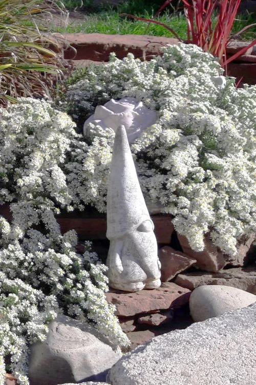 Snow Flurry Heath Aster - 5 Pack Of Quart Pots 1 Snow Flurry Heath Aster - 5 Pack Of Quart Pots