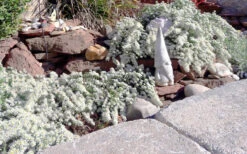 Snow Flurry Heath Aster - 1 Gallon Pot -Wilson Bros Gardens aster ericoides snow flurry 19