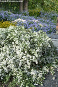 Snow Flurry Heath Aster - 6 Pack Of 1 Gallon Pots -Wilson Bros Gardens aster ericoides snow flurry 20 1