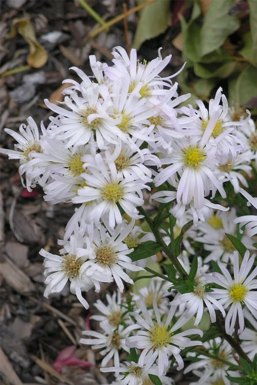 Snow Flurry Heath Aster - 5 Pack Of Quart Pots 4 Snow Flurry Heath Aster - 5 Pack Of Quart Pots - Image 4
