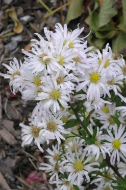 Snow Flurry Heath Aster - 1 Gallon Pot -Wilson Bros Gardens aster ericoides snow flurry 4
