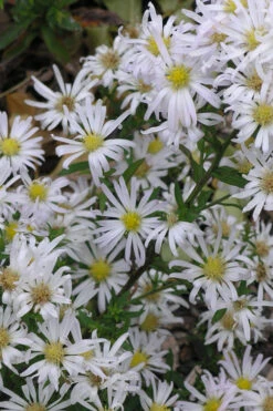 Snow Flurry Heath Aster - 5 Pack Of Quart Pots 14 Snow Flurry Heath Aster - 5 Pack Of Quart Pots -Wilson Bros Gardens aster ericoides snow flurry 5 2