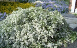 Snow Flurry Heath Aster - 5 Pack Of Quart Pots 15 Snow Flurry Heath Aster - 5 Pack Of Quart Pots -Wilson Bros Gardens aster ericoides snow flurry heath aster 20 2