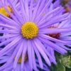 Raydon's Favorite Aromatic Aster (Aster Oblongifolius) - 1 Gallon Pot