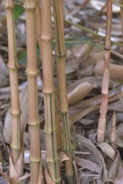 Golden Square Stem Bamboo (Chimonobambusa Quadrangularis 'Suow') - 3 Gallon Pot -Wilson Bros Gardens bamboo golden square stem 5 1