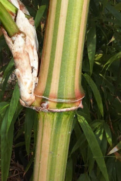 Golden Square Stem Bamboo (Chimonobambusa Quadrangularis 'Suow') - 5 Gallon Pot -Wilson Bros Gardens bamboo golden square stem 9