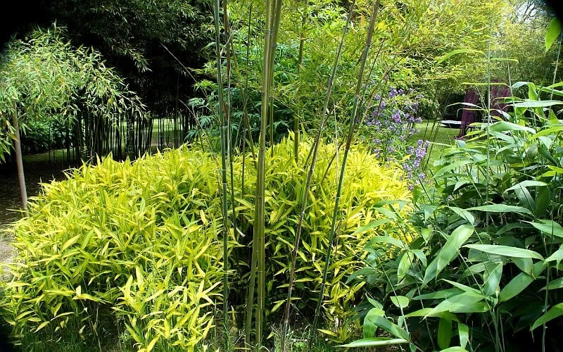 Dwarf Golden Leaf Bamboo - Pleioblastus Viridistriatus 'Chrysophyllus' - 2 Gallon Pot 4 Dwarf Golden Leaf Bamboo - Pleioblastus Viridistriatus 'Chrysophyllus' - 2 Gallon Pot - Image 4