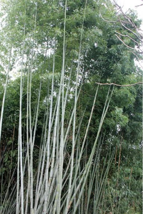 Black Stripe Bamboo - Phyllostachys Nigra Megurochiku - 3 Gallon Pot 1 Black Stripe Bamboo - Phyllostachys Nigra Megurochiku - 3 Gallon Pot