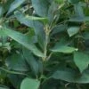 Ruscus Bamboo (Shibataea Kumasaca) - 1 Gallon Pot