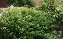 Ruscus Bamboo (Shibataea Kumasaca) - 1 Gallon Pot -Wilson Bros Gardens bamboo ruscus 21 1