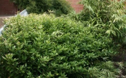 Ruscus Bamboo (Shibataea Kumasaca) - 3 Gallon Pot -Wilson Bros Gardens bamboo ruscus 21