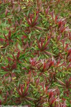 Foundation Evergreen Barberry (Berberis Replicata) - 1 Gallon Pot -Wilson Bros Gardens berberis replicata foundation barberry 5