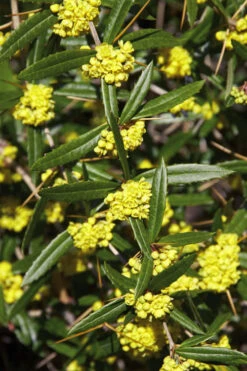Foundation Evergreen Barberry (Berberis Replicata) - 1 Gallon Pot -Wilson Bros Gardens berberis replicata foundation barberry 6
