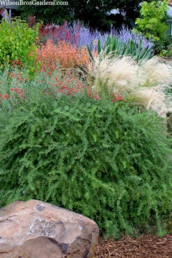 Foundation Evergreen Barberry (Berberis Replicata) - 1 Gallon Pot -Wilson Bros Gardens berberis replicata foundation barberry 7