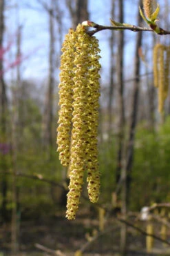 Yellow Birch Tree (Betula Alleghaniensis) - 1 Gallon Pot -Wilson Bros Gardens betula alleghaniensis yellow birch flowers 1