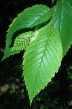Yellow Birch Tree (Betula Alleghaniensis) - 1 Gallon Pot -Wilson Bros Gardens betula alleghaniensis yellow birch leaves 1
