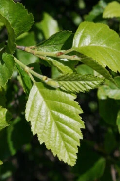 Little King Dwarf River Birch Tree (Betula Nigra) - 3 Gallon Pot 12 Little King Dwarf River Birch Tree (Betula Nigra) - 3 Gallon Pot -Wilson Bros Gardens betula nigra little king dwarf river birch tree 10