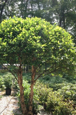 Little King Dwarf River Birch Tree (Betula Nigra) - 3 Gallon Pot 11 Little King Dwarf River Birch Tree (Betula Nigra) - 3 Gallon Pot -Wilson Bros Gardens betula nigra little king dwarf river birch tree 4