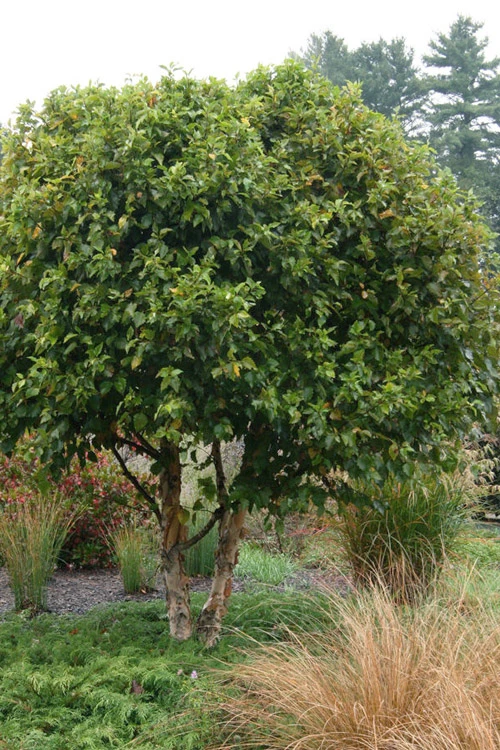 Little King Dwarf River Birch Tree (Betula Nigra) - 3 Gallon Pot 1 Little King Dwarf River Birch Tree (Betula Nigra) - 3 Gallon Pot
