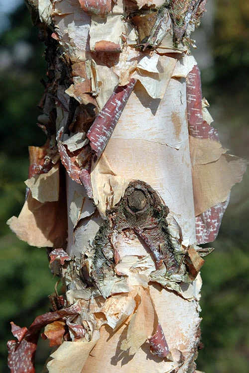 Little King Dwarf River Birch Tree (Betula Nigra) - 3 Gallon Pot 4 Little King Dwarf River Birch Tree (Betula Nigra) - 3 Gallon Pot - Image 4