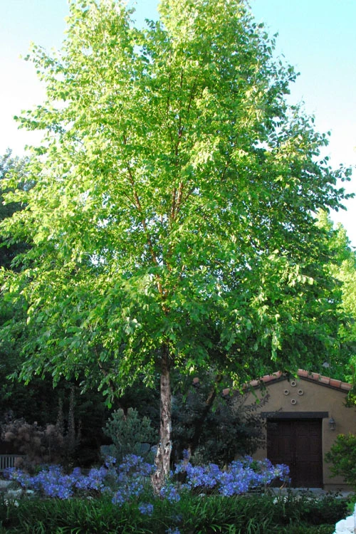 River Birch Tree (Single Trunk) - 3 Gallon Pot (3-4') 1 River Birch Tree (Single Trunk) - 3 Gallon Pot (3-4')