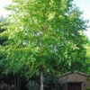 River Birch Tree (Single Trunk) - 3 Gallon Pot