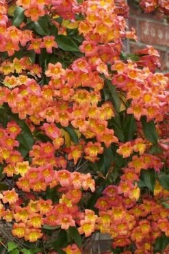 Tangerine Beauty Crossvine Bignonia - 6 Pack Of 1 Gallon Pots -Wilson Bros Gardens bignonia capreolata tangerine beauty crossvine 100
