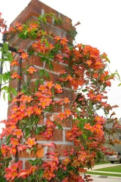 Tangerine Beauty Crossvine Bignonia - 6 Pack Of 1 Gallon Pots -Wilson Bros Gardens bignonia capreolata tangerine beauty crossvine 102
