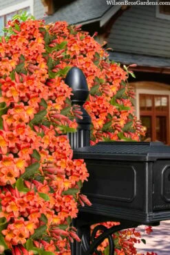 Tangerine Beauty Crossvine Bignonia - 6 Pack Of 1 Gallon Pots -Wilson Bros Gardens bignonia capreolata tangerine beauty crossvine 103