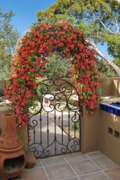 Tangerine Beauty Crossvine Bignonia - 6 Pack Of 1 Gallon Pots -Wilson Bros Gardens bignonia capreolata tangerine beauty crossvine 110