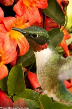 Tangerine Beauty Crossvine Bignonia - 5 Gallon Pot -Wilson Bros Gardens bignonia capreolata tangerine beauty crossvine 111 1