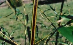 Black Stripe Bamboo - Phyllostachys Nigra Megurochiku - 3 Gallon Pot -Wilson Bros Gardens black stripe bamboo phyllostachys nigra megurochiku