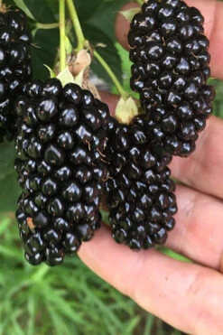 Big Daddy Thornless Blackberry Bush - 2 Gallon Pot