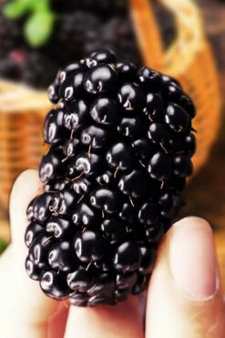 Big Daddy Thornless Blackberry Bush - 2 Gallon Pot -Wilson Bros Gardens blackberry bush big daddy 3