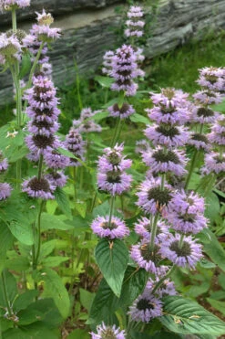 Downy Pagoda Plant (Blephilia Ciliata) - 1 Gallon Pot -Wilson Bros Gardens blephilia ciliata downy pagoda wood mint 5