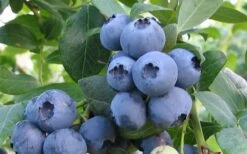 Alapaha Rabbiteye Blueberry - 3 Gallon Pot 7 Alapaha Rabbiteye Blueberry - 3 Gallon Pot -Wilson Bros Gardens blueberry alapaha 1