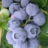 Northern Highbush Blueberry (Vaccinum Corymbosum) - 3 Gallon Pot