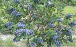 Northern Highbush Blueberry (Vaccinum Corymbosum) - 3 Gallon Pot -Wilson Bros Gardens blueberry northern20highbush 800x500 3