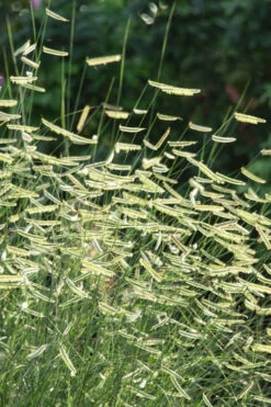 Blue Grama Grass (Bouteloua Gracilis) - 1 Gallon Pot -Wilson Bros Gardens bouteloua gracilis blue grama grass 1