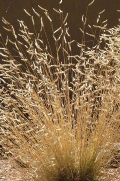 Blue Grama Grass (Bouteloua Gracilis) - 1 Gallon Pot -Wilson Bros Gardens bouteloua gracilis blue grama grass 5