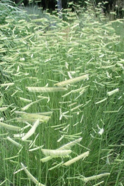 Blue Grama Grass (Bouteloua Gracilis) - 1 Gallon Pot -Wilson Bros Gardens bouteloua gracilis blue grama grass 6