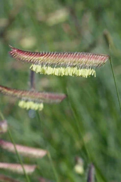 Blue Grama Grass (Bouteloua Gracilis) - 1 Gallon Pot -Wilson Bros Gardens bouteloua gracilis blue grama grass 9